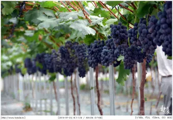 포도 재배 전정 시기 봉지 씌우기 병해 예방_4