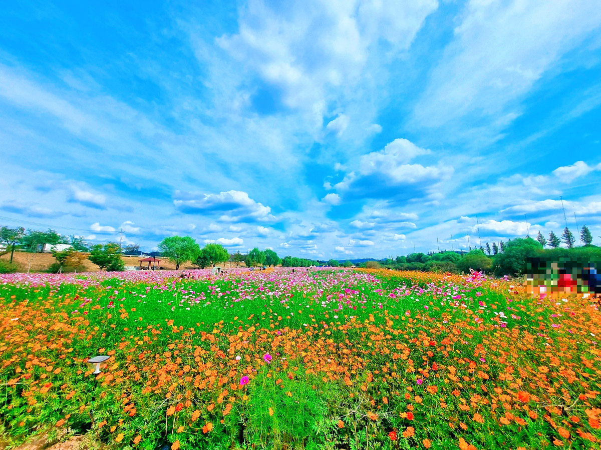 서울 근교 가을꽃 만발한&amp;#44; 경기도 고양시 강매석교공원 창릉천 코스모스축제