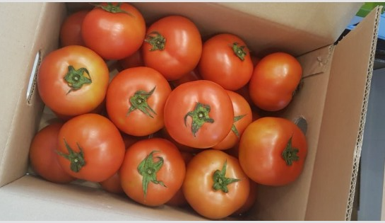 토마토상자