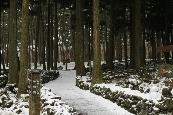 제주도 겨울 트레킹 명소 BEST 5, 한라산·절물·사려니·비자림·용머리해안 코스 정리