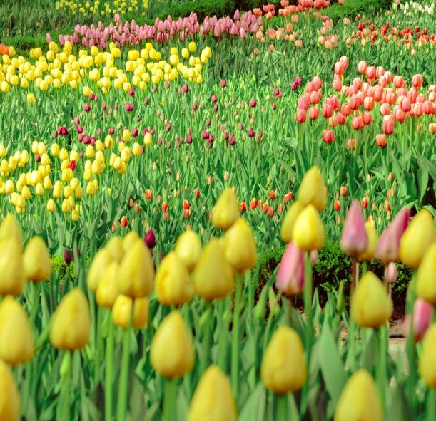 아침고요수목원 & 쁘띠프랑스