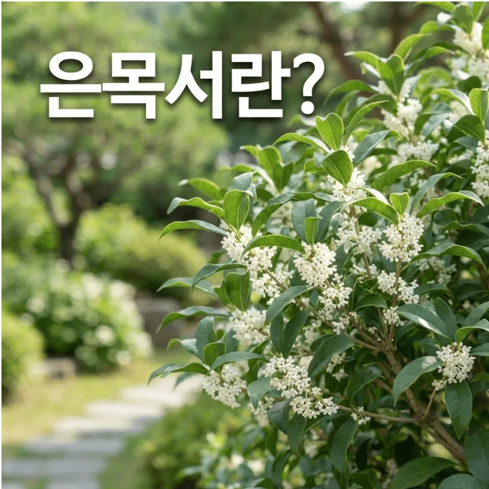 은목서