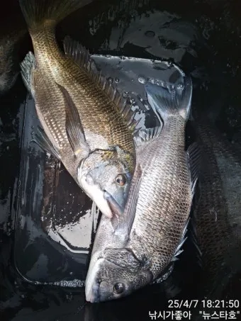 압해도 장감리 감성돔 포인트 소개와 혼자하는 낚시의 즐거움 완벽 낚시 가이드_12