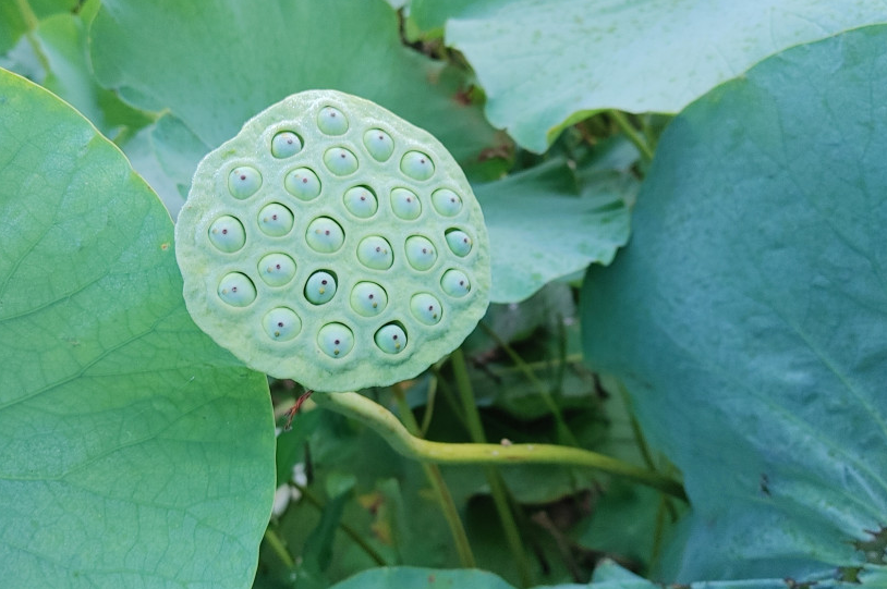 전북 김제 연잎 & 연잎밥 주문 방법