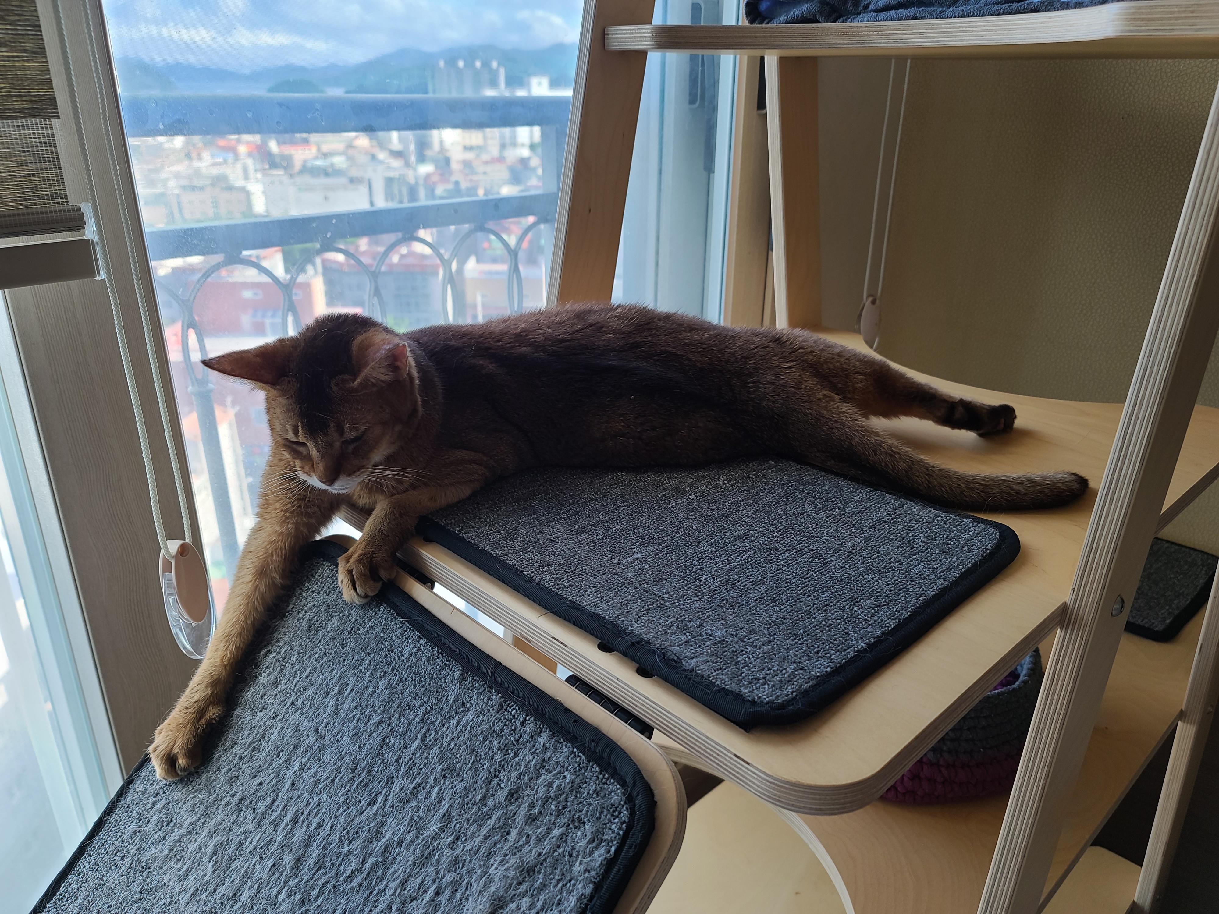 오랜만에 맑은 하늘이었던 날 아홉냥이네 고양이들.