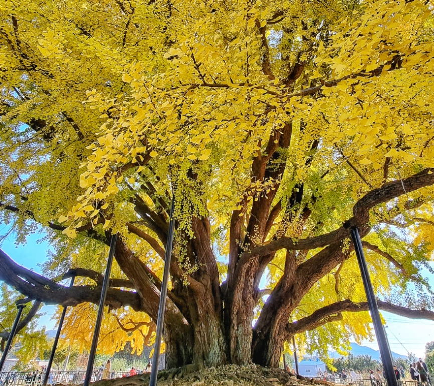  반계리 은행나무1