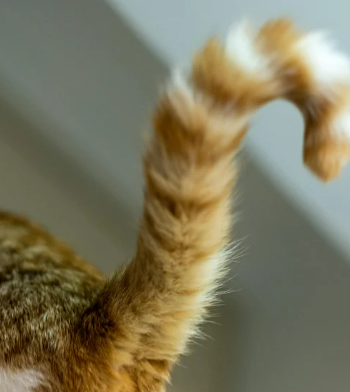 고양이 자세 의미 숨겨진 비밀 신호 5가지 파악하기