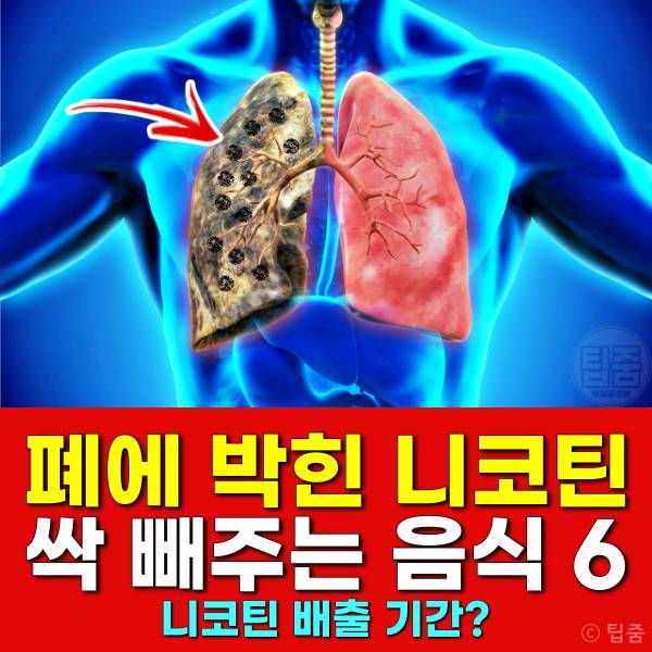 니코틴 배출 음식 니코틴배출기간