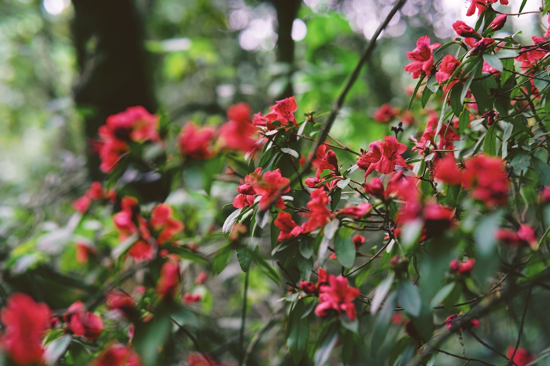 Azalea