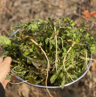 생방송투데이 이주의장바구니 홍성냉이 구매 정보 가격 오로라농장