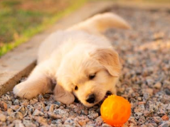 강아지 분리불안 예방, 혼자 놀기 훈련법은?