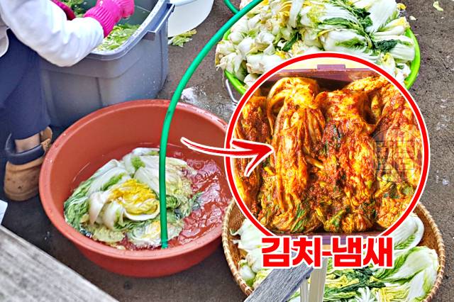 김장 김치 맛있게 담는 법,배추가 물러지는 이유,고무호스