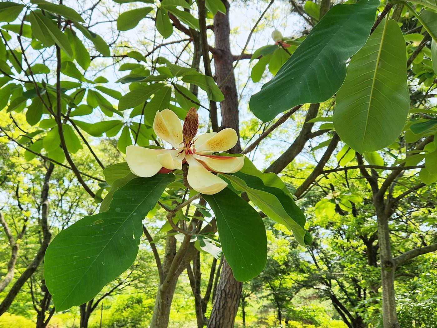 일본목련