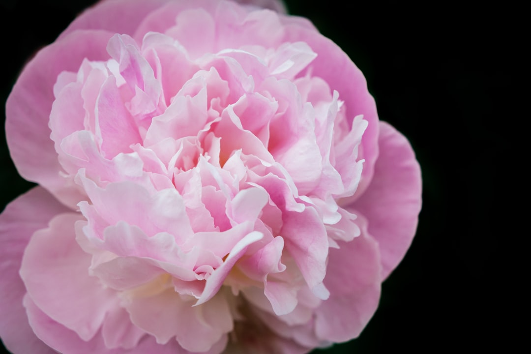 Blooming