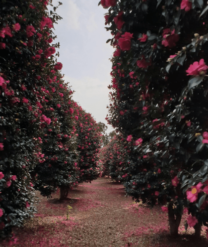 제주도2월 가볼만한곳