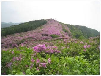 남원 봉화산 철쭉 산행 주차장 등산코스_24