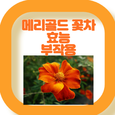 메리골드 꽃차 효능