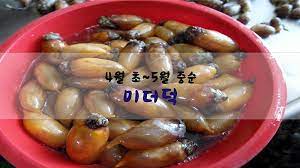 미더덕 제철