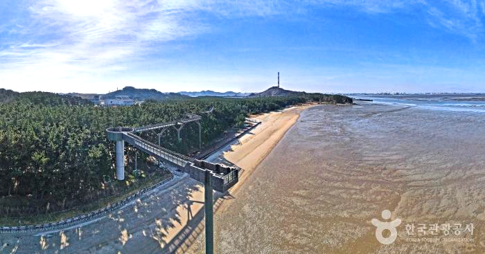 솔숲과 해안을 지나 스카이워크가 있다.