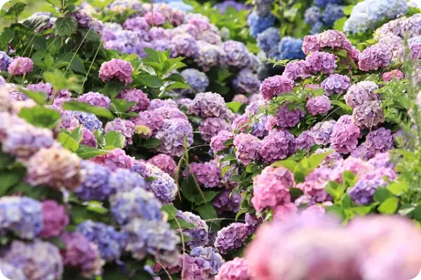 장생포 수국축제