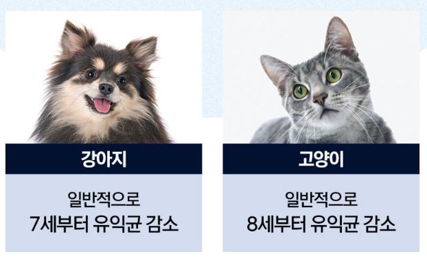 에이스-프로바이오틱스-피앤에이