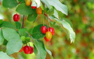 보리수 열매 효능