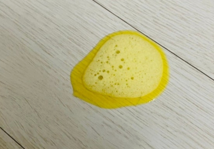 강아지 노란토 관련 사진