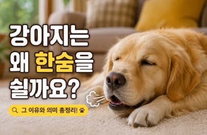 강아지가 한숨을 쉬는 이유를 설명하는 이미지