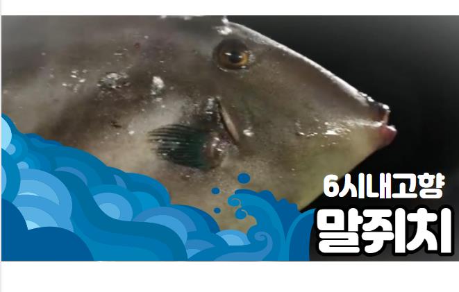 6시내고향 포항 말쥐치