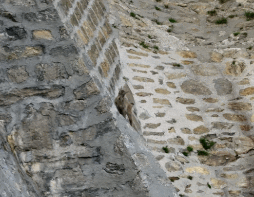 산양(Mountain Goat)이 염소? 그리고 놀라운 등판 능력 VIDEO: Mountain Goats Don&rsquo;t Believe In Gravity