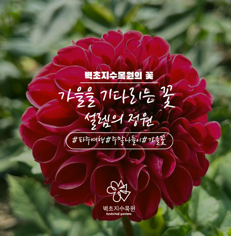 경기도 파주 벽초지수목원 가을꽃 국화축제 데이트 나들이 명소