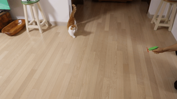 귀여운고양이