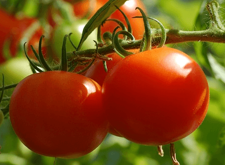 빨갛게 잘 익은 탐스러운 토마토 2개가 줄기에 매달려 있다.