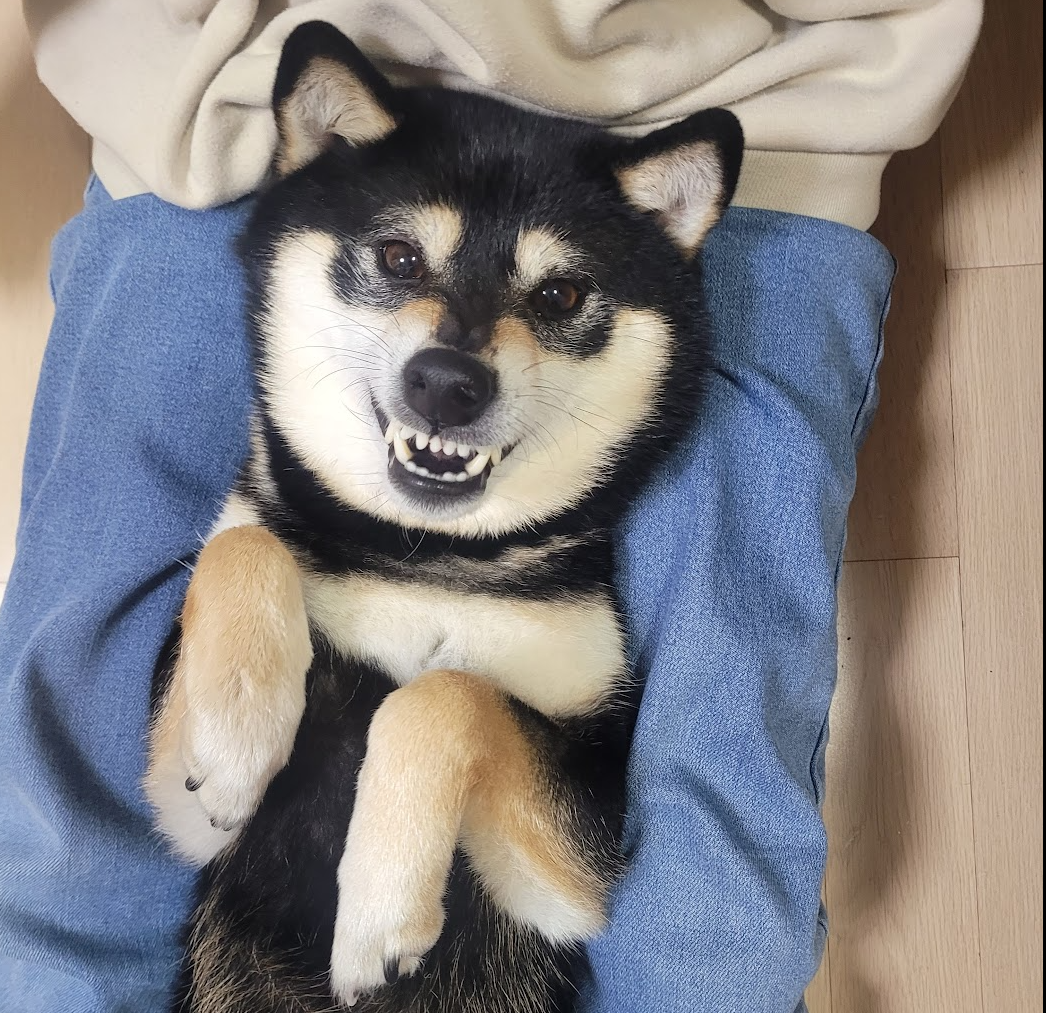 강아지가 스트레스 받으면 하는 행동