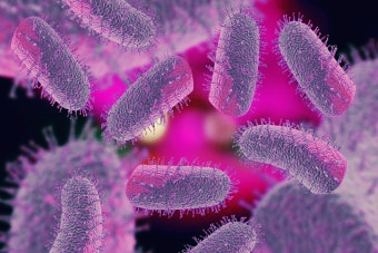 광견병 정밀 치료의 미래