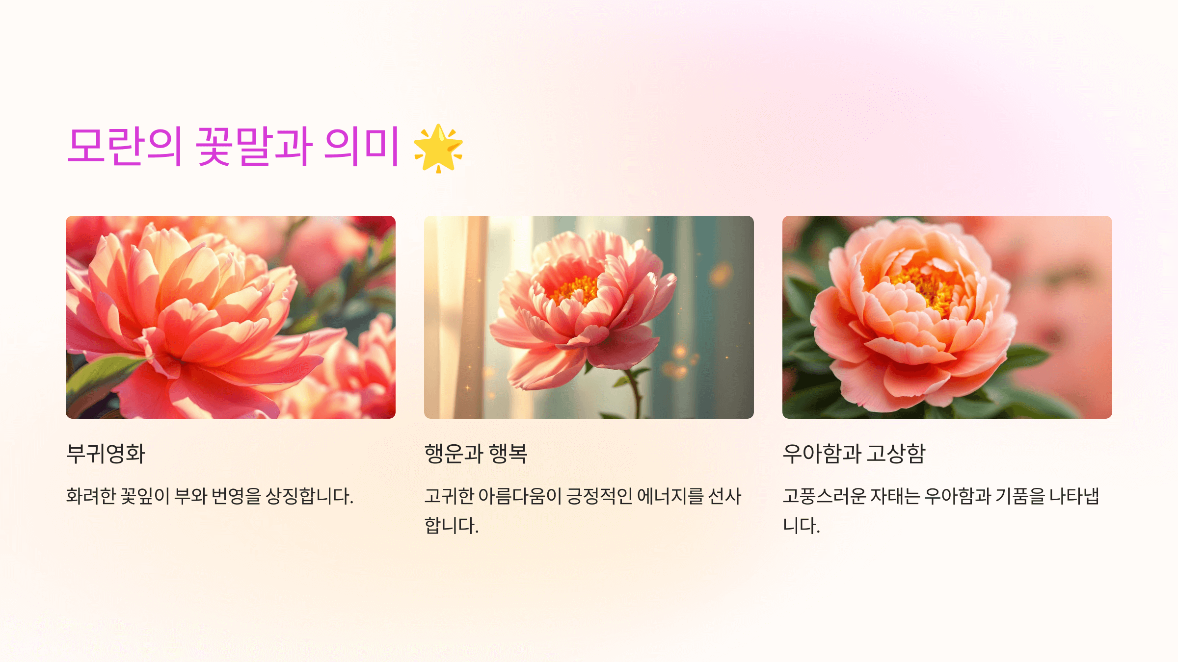 모란꽃 사진입니다.