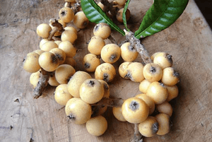 비파나무 효능20