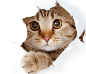 우리 고양이 발정기&amp;#44; 언제 오고 어떤 신호일까요? 그리고 중성화는요?