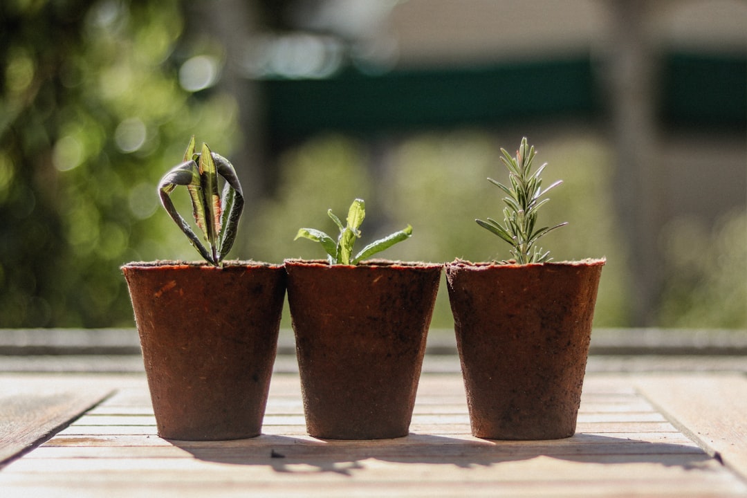 Growth.