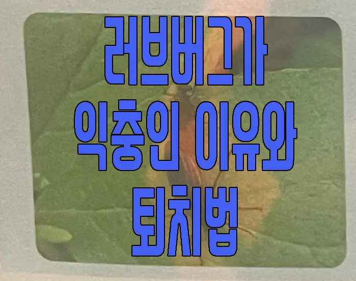 러브버그 익충 이유와 퇴치법에 관한 글 썸네일