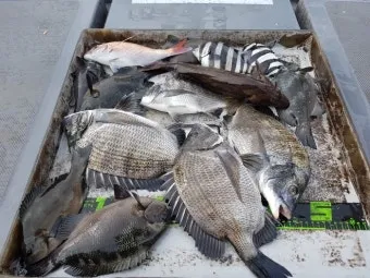 디낚 점주조황 인낚 부낚 어부지리 바다낚시_13