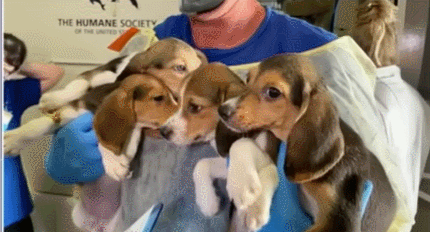 충격! 파우치 실험용 비글 강아지 4천마리 구출 VIDEO: Beagles freed from Dr. Fauci's testing lab
