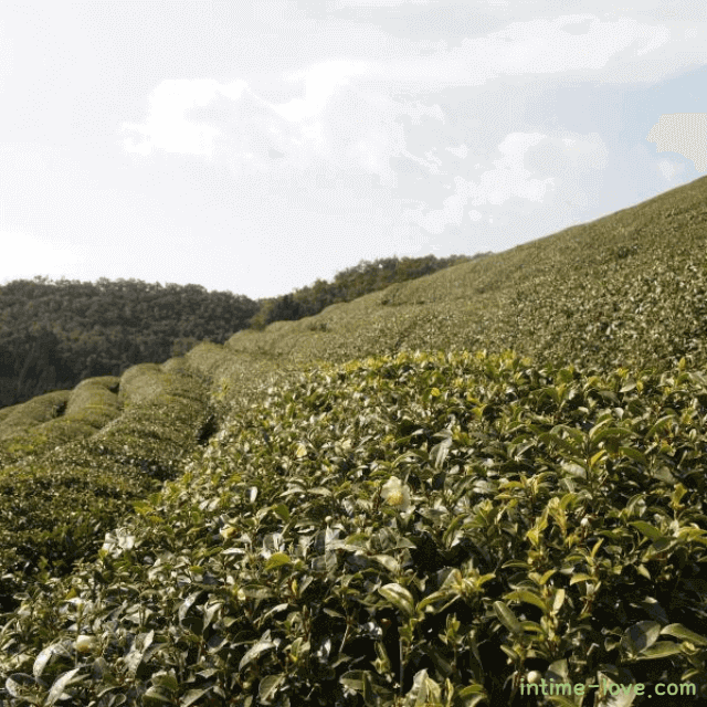 녹차 밭