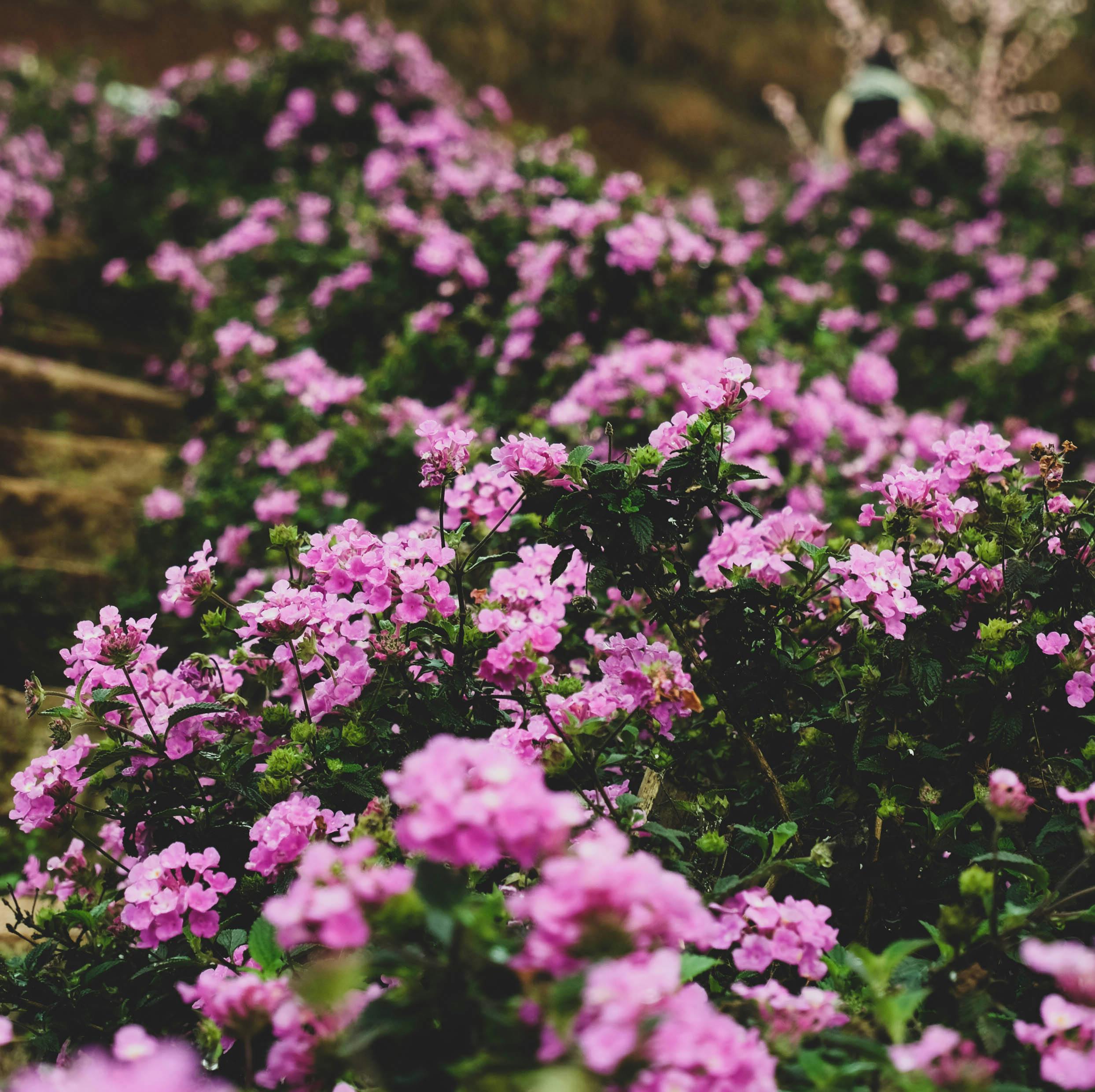 꽃 피는 순서로 보는 포항 5월 일정표