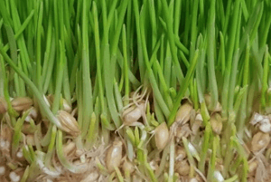 새싹귀리 효능04