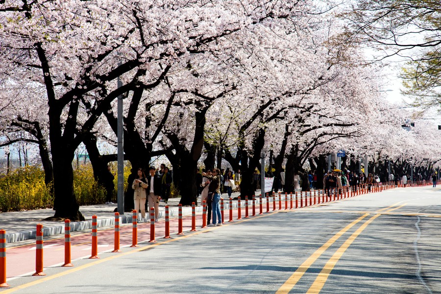 2024 서울 벚꽃 명소 BEST 10