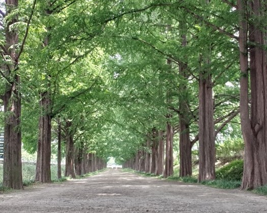 아이들과 아이랑 함께 담양 가볼만한곳 베스트10 메타세쿼이아길