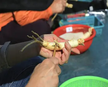 풍기 인삼축제_25