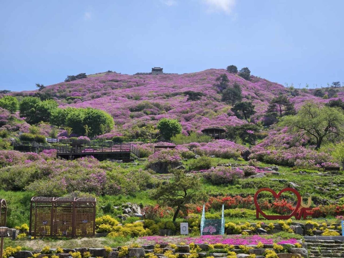 [5월 축제]2025 산청 황매산 철쭉제❘개요, 체험 프로그램 예약, 철쭉 실시간 개화상황