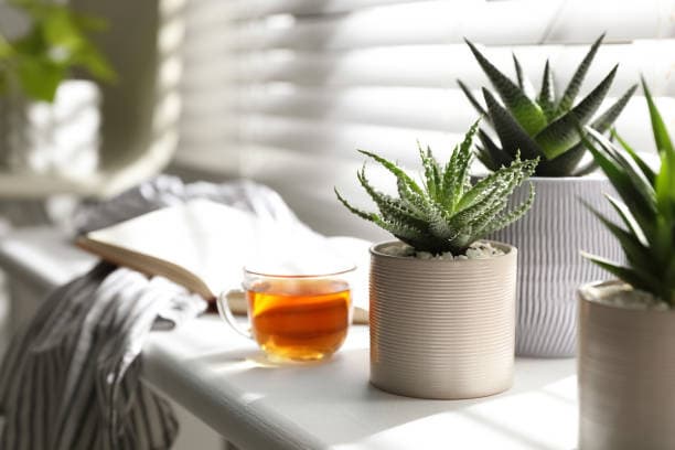 다육이 햇빛 조건, 베란다에서 잘 키우는 비결